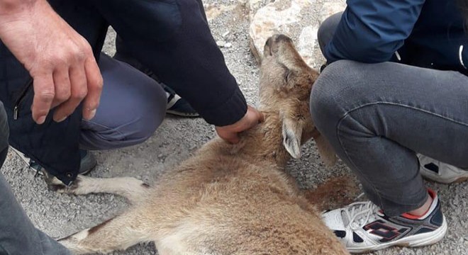 Yavru dağ keçisine bakım yapıp, doğaya saldılar