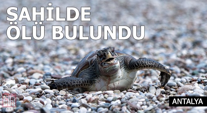 Yavru deniz kaplumbağası sahilde ölü bulundu