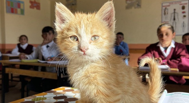 Yavru kedi 'Mandalina', öğrencilerle derste