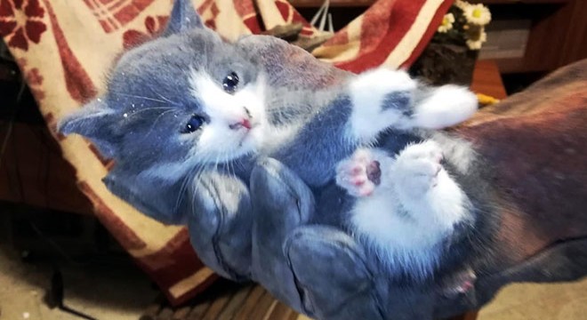 Yavru kedi, duvar kırılarak kurtarıldı