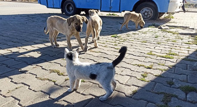 Yavru kedi ile köpeğin dostluğu hayran bıraktı