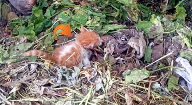 Yavru kedi temizlik personelinin dikkati sayesinde kurtarıldı