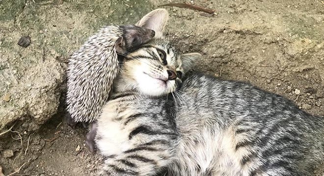 Yavru kedi ve kirpinin şaşırtan dostluğu