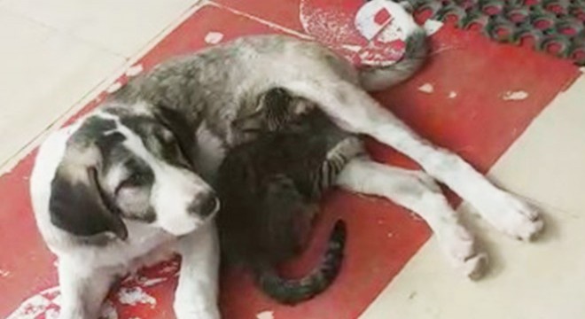 Yavru kedi ve köpeğin gülümseten dostluğu