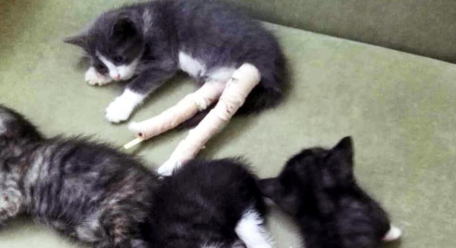 Yavru kedilere şiddet uygulayan şüpheliye para cezası