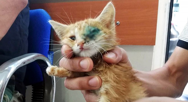 Yavru kedinin gözüne giren ot çıkarıldı