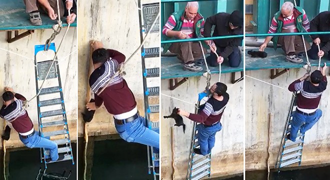 Yavru kediyi suya düşmekten son anda kurtardı