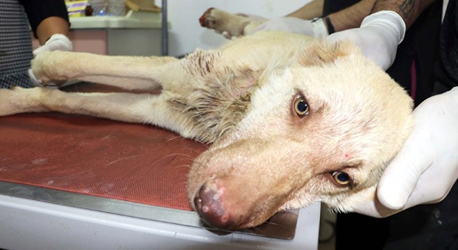 Yavru köpeğin ayağını ve kulaklarını kestiler