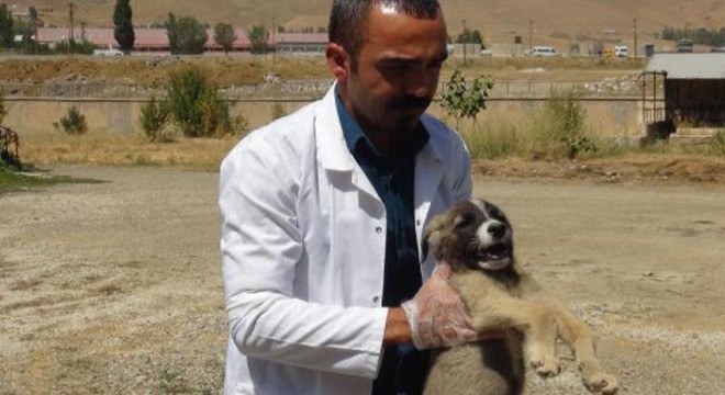 Yavru köpek, 3 ay süren tedavini ardından sağlığına kavuştu