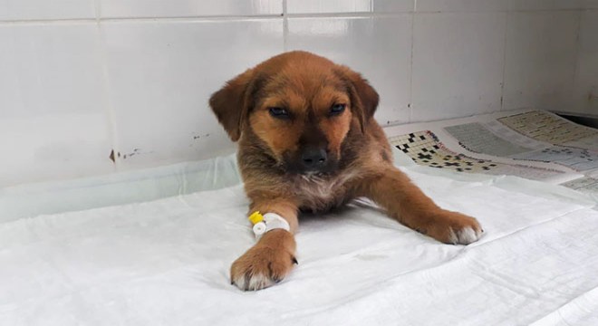 Yavru köpek "Taksi"den iyi haber