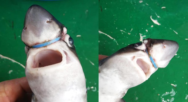 Yavru köpek balığının başına takılan plastik halkayı çıkardı