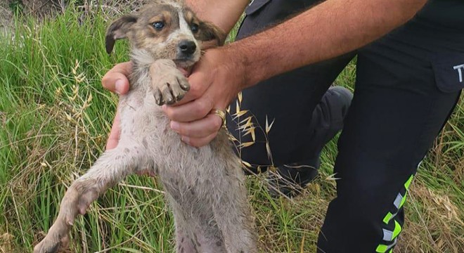 Yavru köpek kurtarılarak barınağa teslim edildi