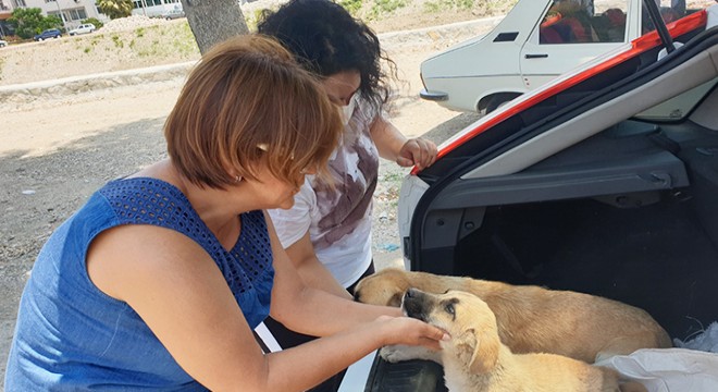 Yavru köpek, yaralı annesinin yanından ayrılmadı