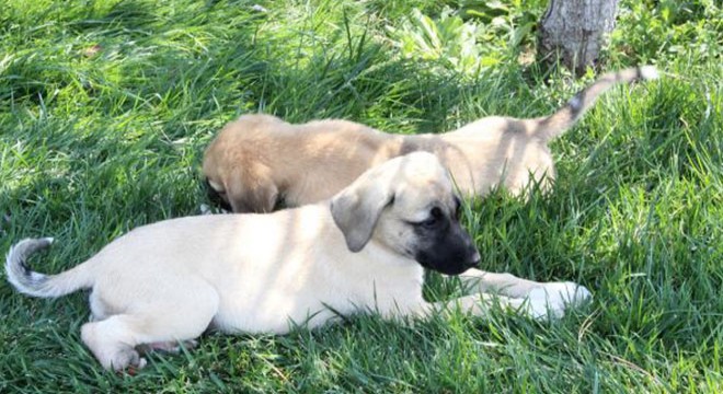 Yavru köpeklerin ayakları 20- 25 gün önce kesilmiş