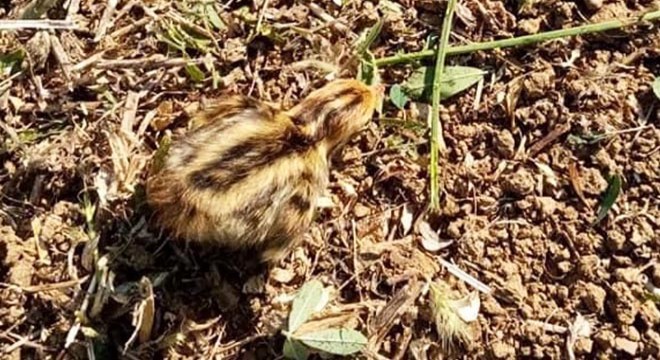 Yavru kuşları görünce tarlasındaki otları biçmeye ara verdi