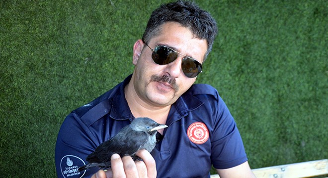 Yavru kuzgun kendisini kurtaran itfaiyeciden ayrılmıyor