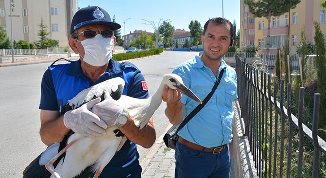 Yavru leylek düştüğü yuvasına koyuldu