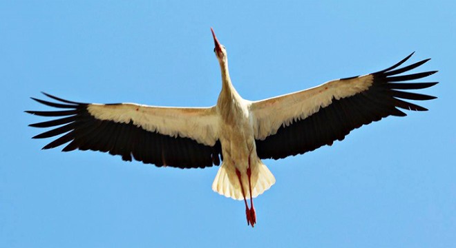 Yavru leylekler halkalandı