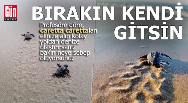 Yavru caretta caretta uyarısı: Dokunmayın