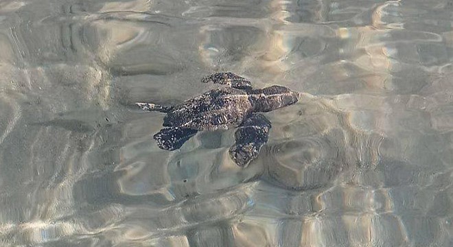 Yavru caretta carettalar denizle buluştu