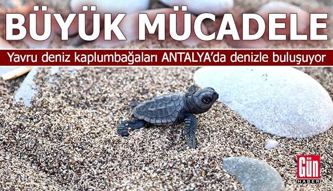 Yavru deniz kaplumbağaları Antalya’da denizle buluşuyor