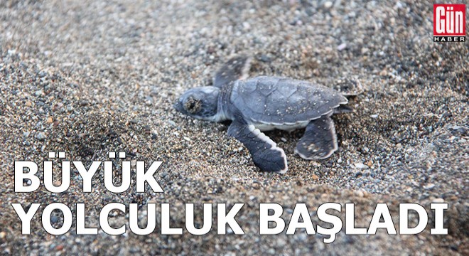 Yavru deniz kaplumbağaları büyük yolculuğu başladı