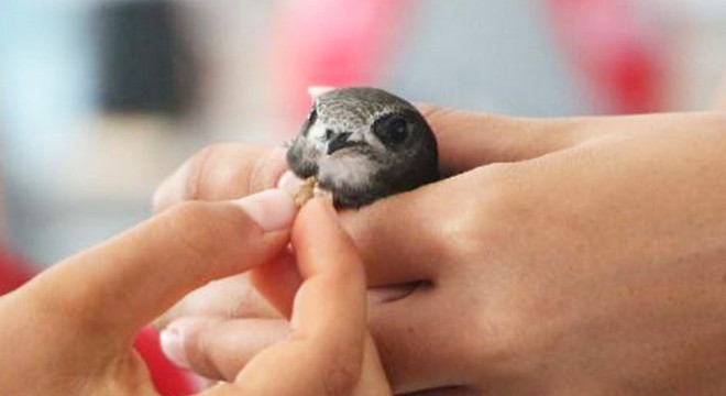 Yavru ebabil kuşu, 1 ay sonra yeniden uçtu