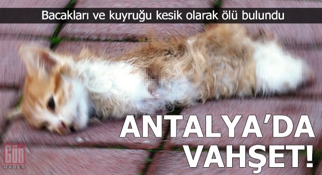 Yavru kedi, bacakları ve kuyruğu kesik olarak ölü bulundu