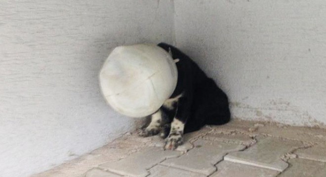 Yavru köpeği başına plastik bidon geçirip, ölüme terk ettiler