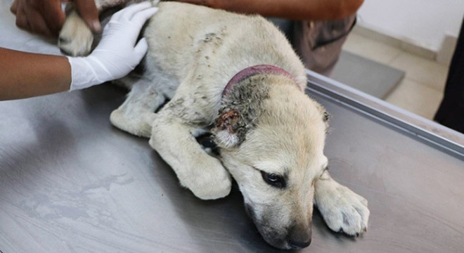 Yavru köpeğin kulaklarını kesip, ayağını kırdılar