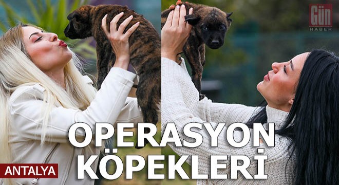 Yavru köpekler operasyon için eğitilecek