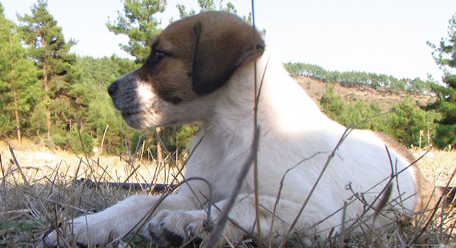 Yavru köpekler ormana terk edildi