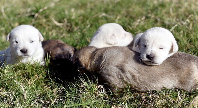 Yavru köpekleri, ağzı bağlı çuval içinde ormana bırakmışlar