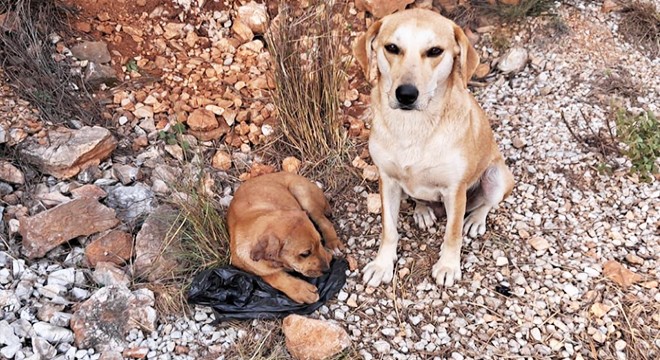 Yavru köpekleri bulan kadın: İnsanın yapabileceği en kötü şey