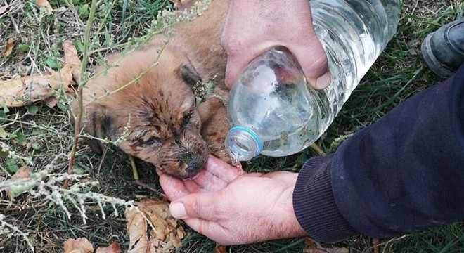 Yavru köpekleri sıkıştığı yerden itfaiye kurtardı