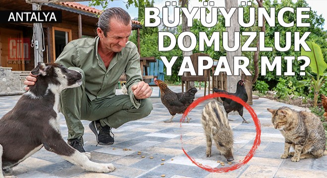 Yavru yaban domuzunu biberonla besliyor