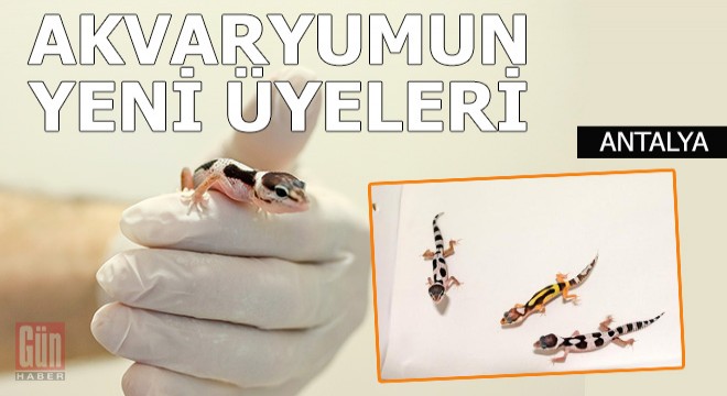Yavrular, karantinada büyüyor
