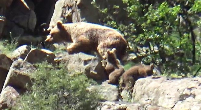 Yavrularıyla oynayan boz ayı görüntülendi