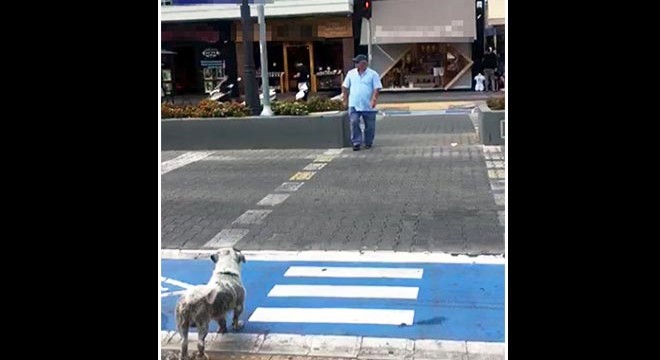 Yaya kırmızıda geçti, köpek yeşil ışığı bekledi