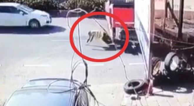 Yayanın TIR'ın altında kaldığı an kamerada