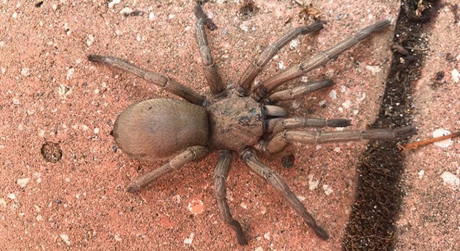 Yayla evindeki görüntülenen dev örümcek korkuttu