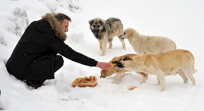 Yaylada aç kalan köpekleri besliyorlar