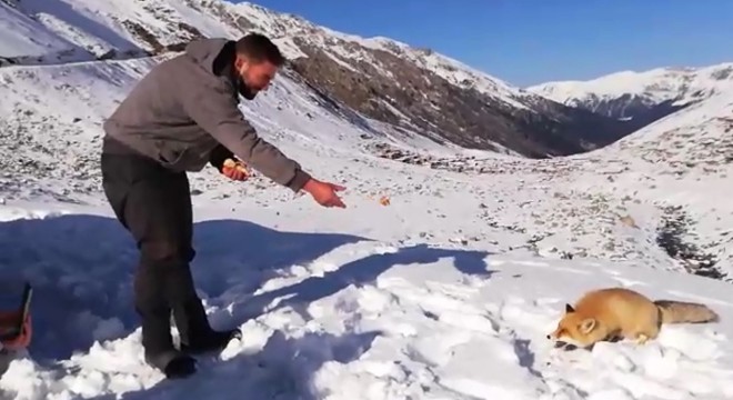Yaylada gezintiye çıktılar, gördükleri tilkiyi poğaça ile beslediler