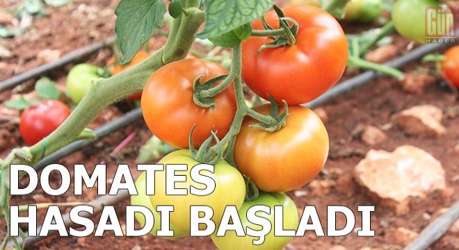 Yaylalarda domates hasadı başladı