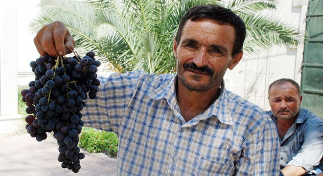 Yazır'da üzüm hasadı başladı