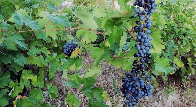 Yazır üzümü hasadı başladı