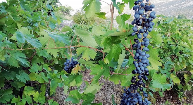 Yazır üzümü için coğrafi işaret çalışması