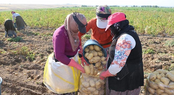 Yazlık patatesteki verim çiftçinin yüzünü güldürdü