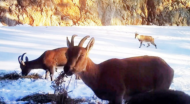 Yemleme çalışması sırasında yaban keçileri görüntülendi