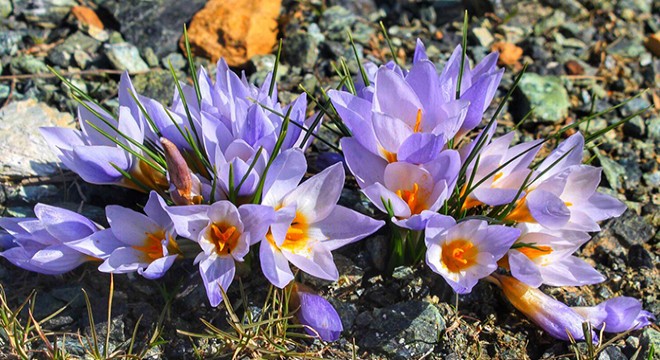 Yeni çiğdem türü, 'Keltepe Çiğdemi' olarak litaratüre girdi